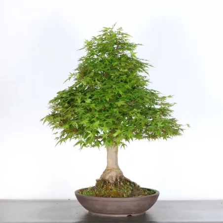 image supplémentaire - JAPANESE MAPLE "ACER...