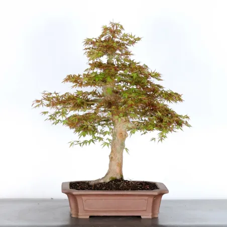 JAPANESE MAPLE "ACER PALMATUM" 4-9