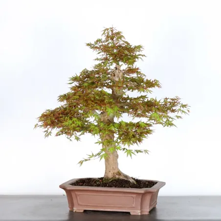 image supplémentaire - JAPANESE MAPLE "ACER...