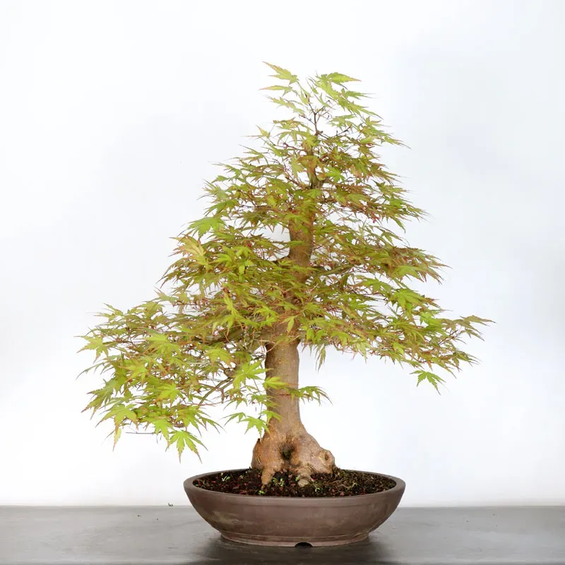 image supplémentaire - ERABLE DU JAPON "ACER...