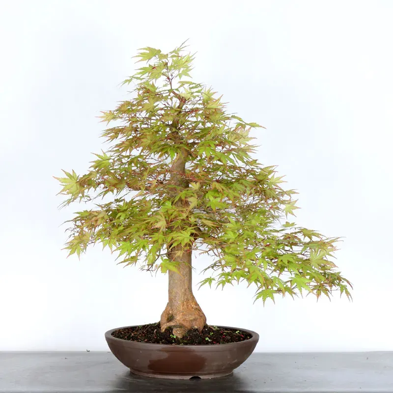 Bonsai Acer Palmatum AP-4-11