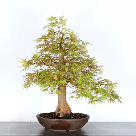 Bonsai Acer Palmatum AP-4-11