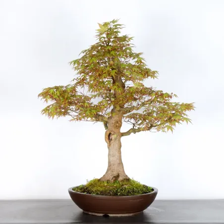 JAPANESE MAPLE "ACER PALMATUM" 4-4