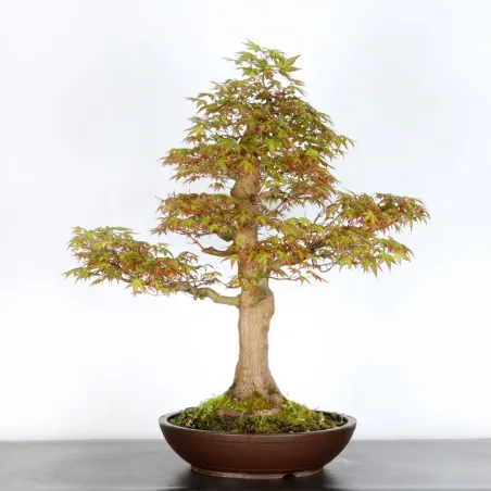 image supplémentaire - ERABLE DU JAPON "ACER...