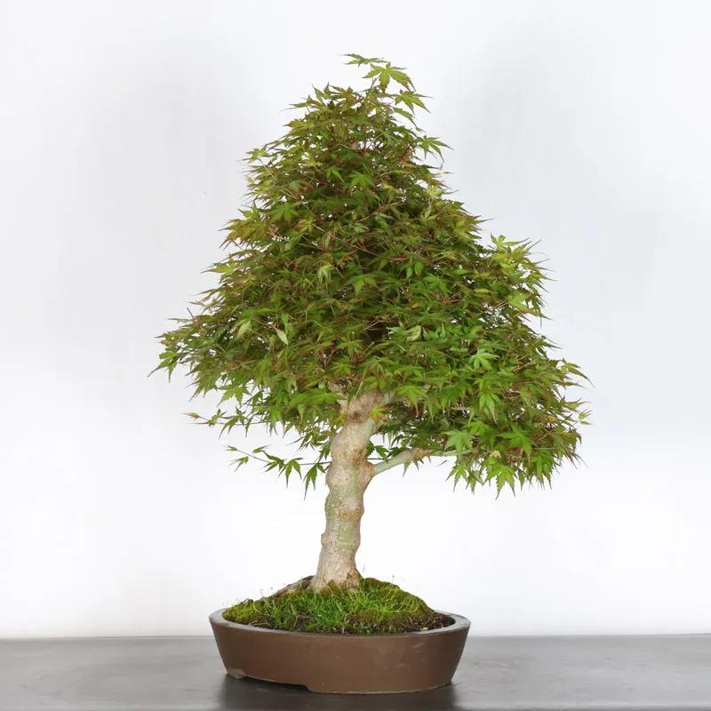 image supplémentaire - ERABLE DU JAPON "ACER...