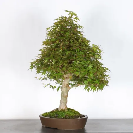 image supplémentaire - JAPANESE MAPLE "ACER...