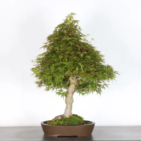 JAPANESE MAPLE "ACER PALMATUM" 4-6