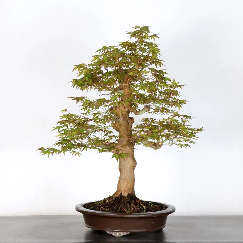 image supplémentaire - Erable du japon "acer...