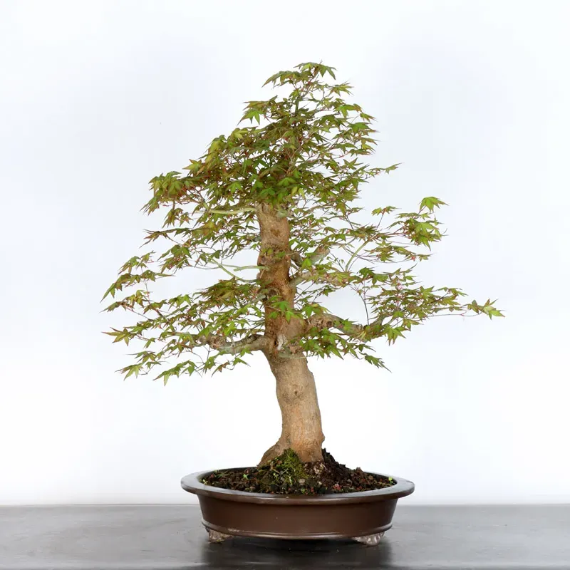 Bonsai Acer Palmatum AP-4-5