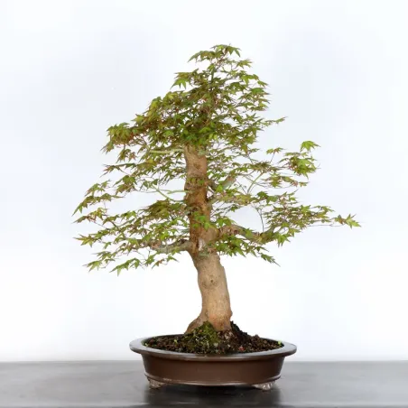 Bonsai Acer Palmatum AP-4-5