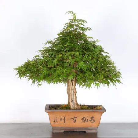 JAPANESE MAPLE "ACER PALMATUM" 4-7