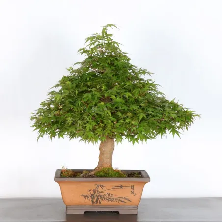 image supplémentaire - JAPANESE MAPLE "ACER...