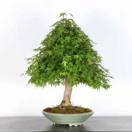 JAPANESE MAPLE "ACER PALMATUM" 4-3