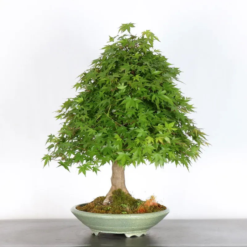 image supplémentaire - ERABLE DU JAPON "ACER...