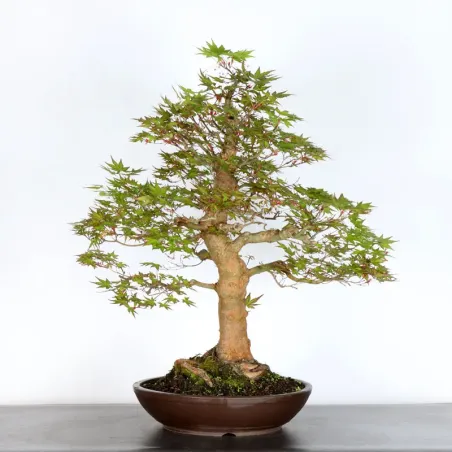 JAPANESE MAPLE "ACER PALMATUM" 5-13