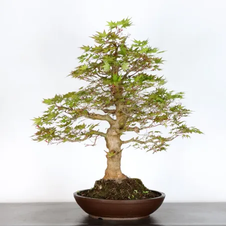 image supplémentaire - ERABLE DU JAPON "ACER...