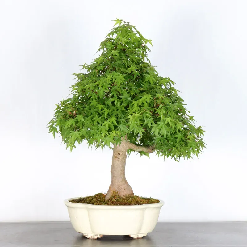 Bonsai Acer Palmatum AP-4-8