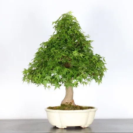 image supplémentaire - ERABLE DU JAPON "ACER...