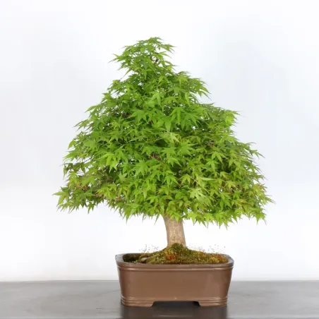 Bonsai Acer Palmatum AP-3-2