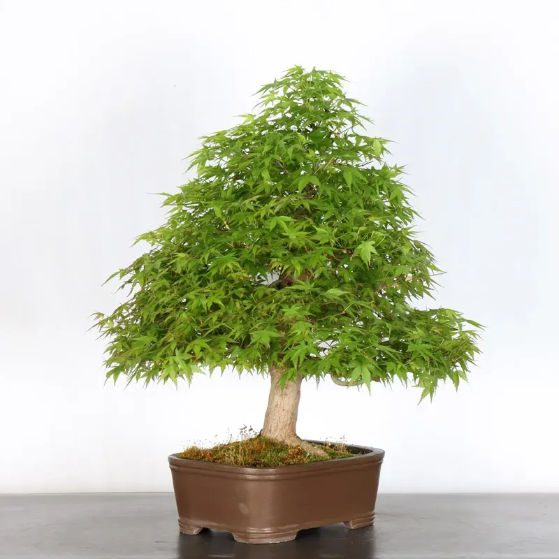 image supplémentaire - ERABLE DU JAPON "ACER...