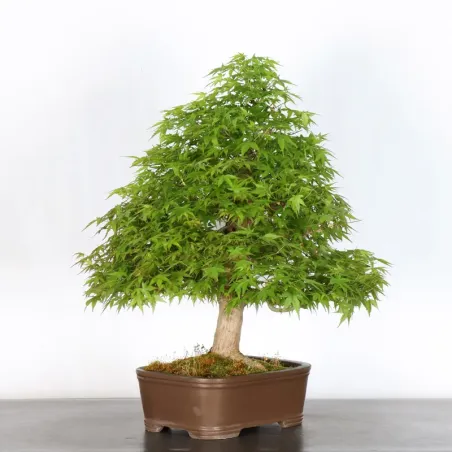 image supplémentaire - ERABLE DU JAPON "ACER...