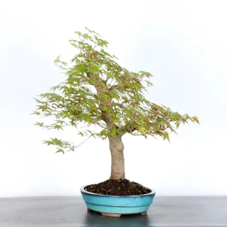 image supplémentaire - JAPANESE MAPLE "ACER...