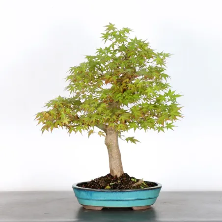 JAPANESE MAPLE "ACER PALMATUM" 3-5