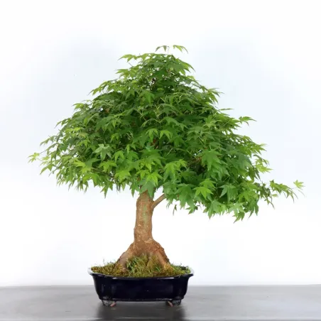ERABLE DU JAPON "ACER PALMATUM" 3-9