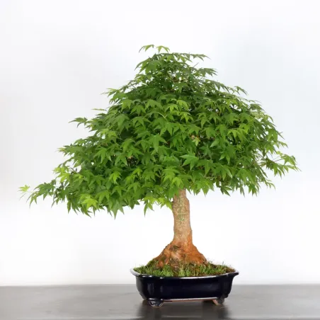 image supplémentaire - JAPANESE MAPLE "ACER...