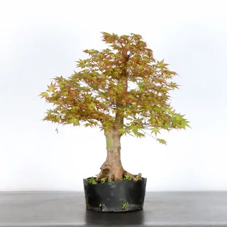JAPANESE MAPLE "ACER PALMATUM" 3-3