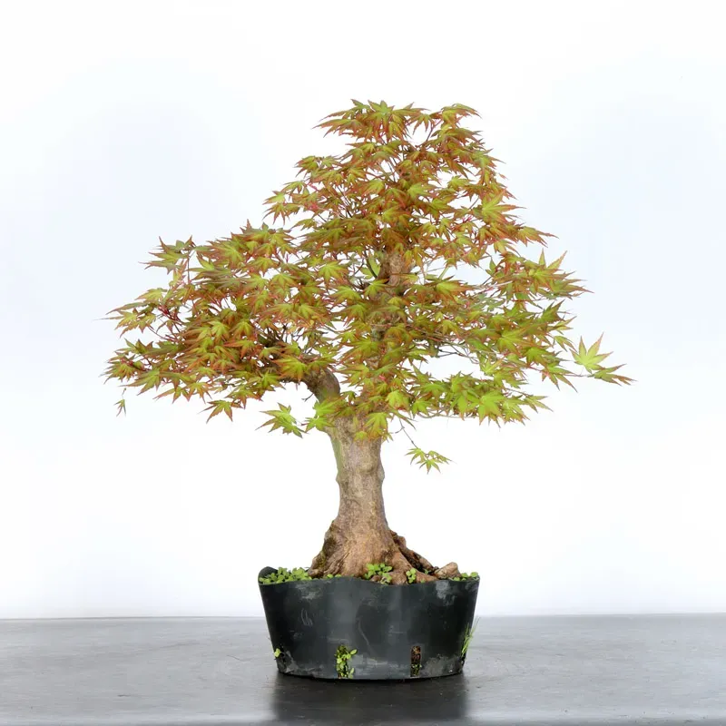 image supplémentaire - JAPANESE MAPLE "ACER...