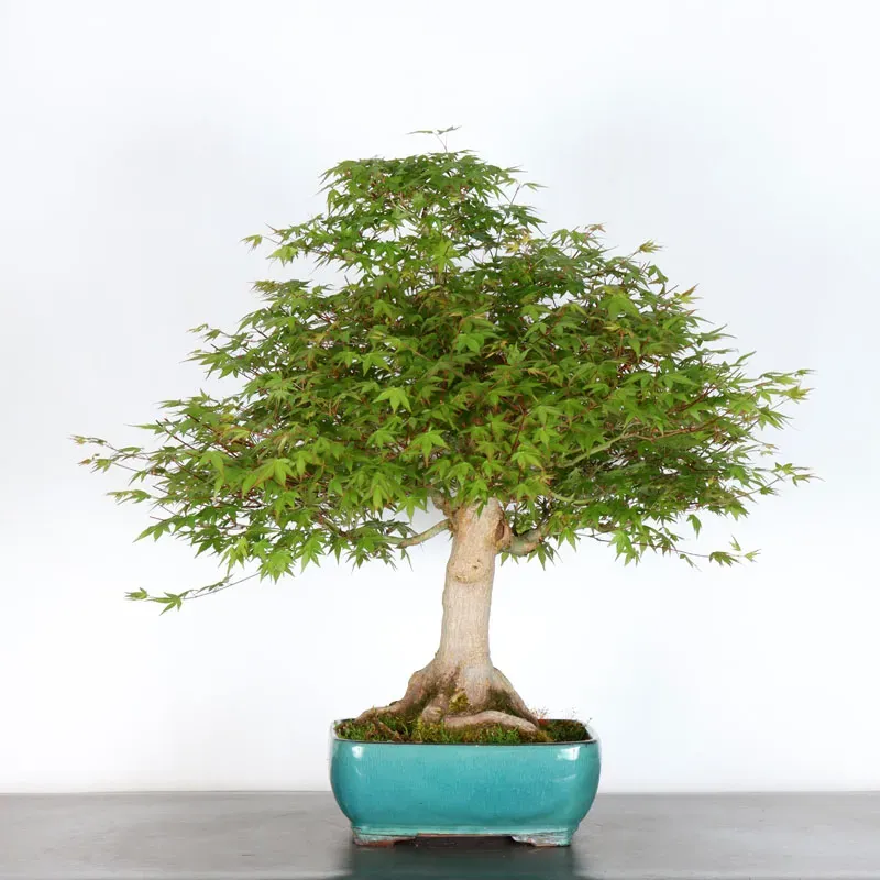 Bonsai Acer Palmatum AP-3-8