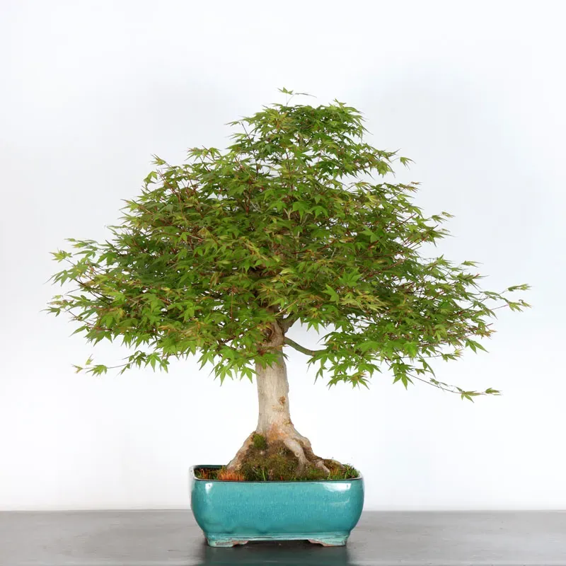 image supplémentaire - ERABLE DU JAPON "ACER...