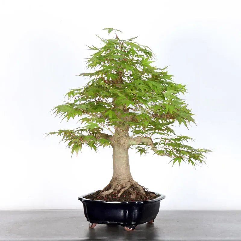 image supplémentaire - ERABLE DU JAPON "ACER...