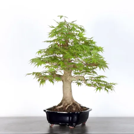 image supplémentaire - ERABLE DU JAPON "ACER...