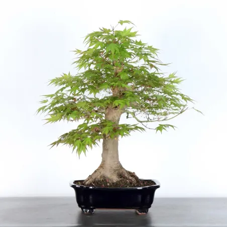 JAPANESE MAPLE "ACER PALMATUM" 3-17