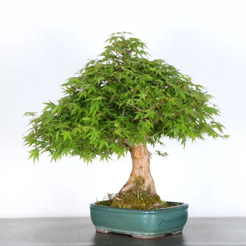 image supplémentaire - JAPANESE MAPLE "ACER...