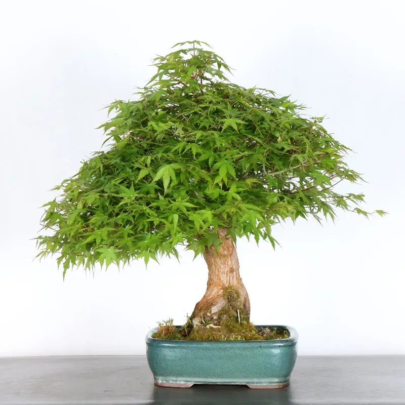 Bonsai Acer Palmatum AP-3-4