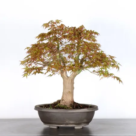 image supplémentaire - JAPANESE MAPLE "ACER...