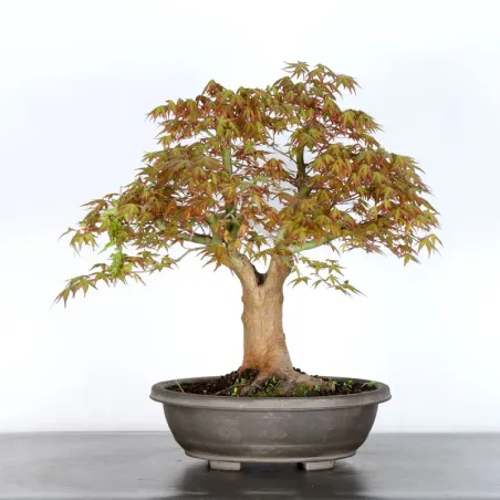 Bonsai Acer Palmatum AP-3-7