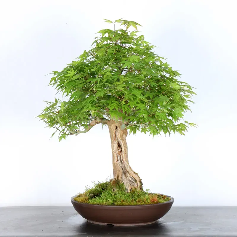 image supplémentaire - ERABLE DU JAPON "ACER...