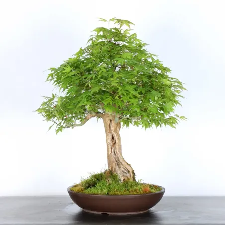 image supplémentaire - ERABLE DU JAPON "ACER...