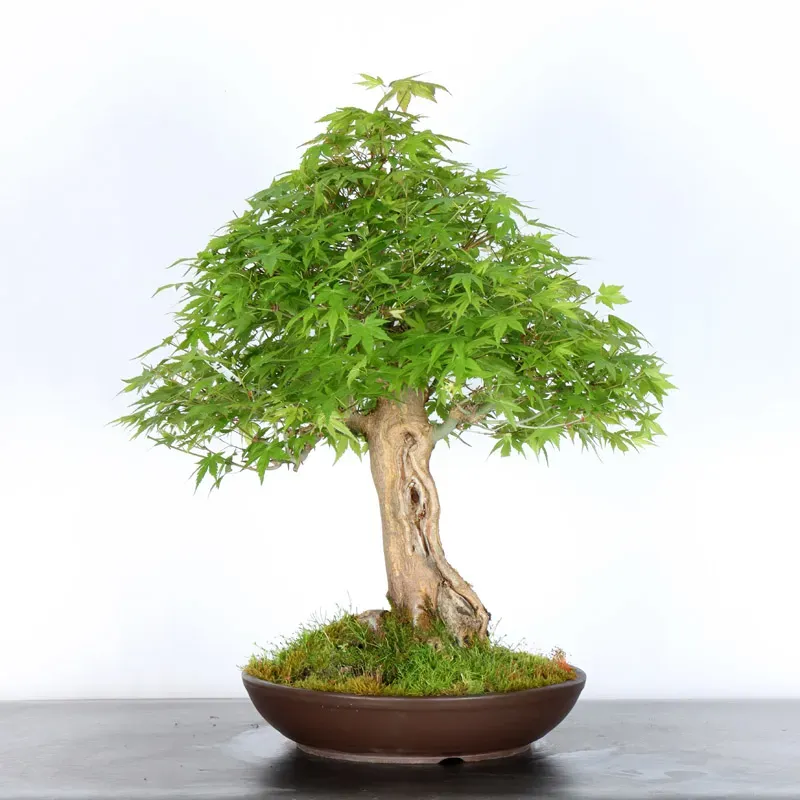 ERABLE DU JAPON "ACER PALMATUM" 3-12