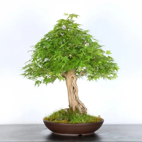 JAPANESE MAPLE "ACER PALMATUM" 3-12