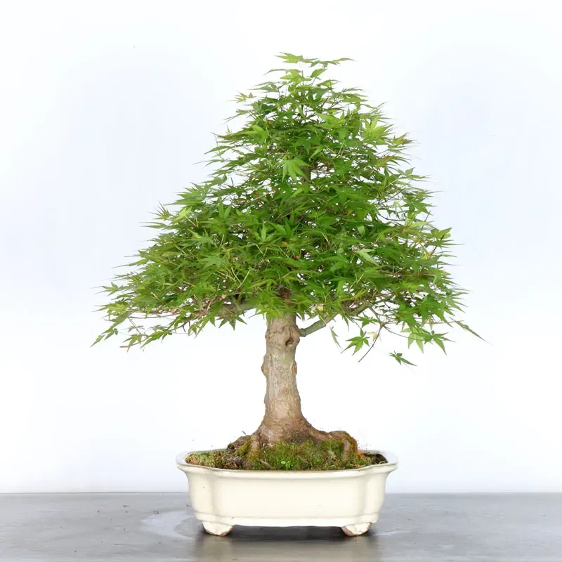 Bonsai Acer Palmatum AP-1-4