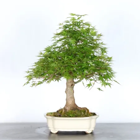 Bonsai Acer Palmatum AP-1-4