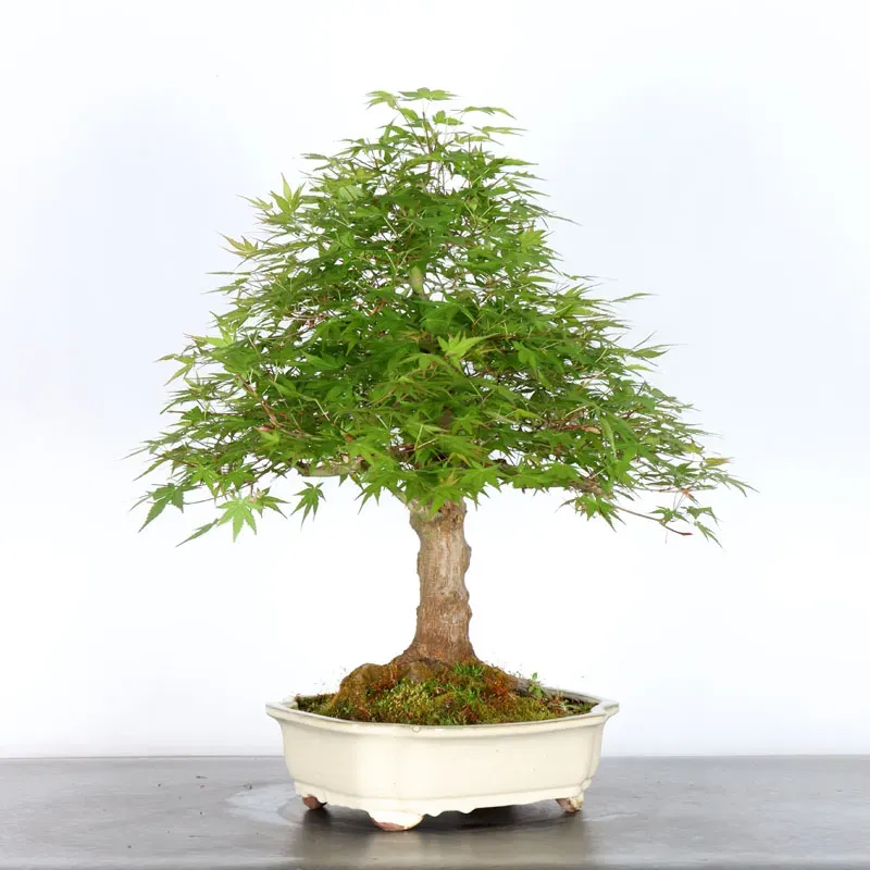 image supplémentaire - ERABLE DU JAPON "ACER...