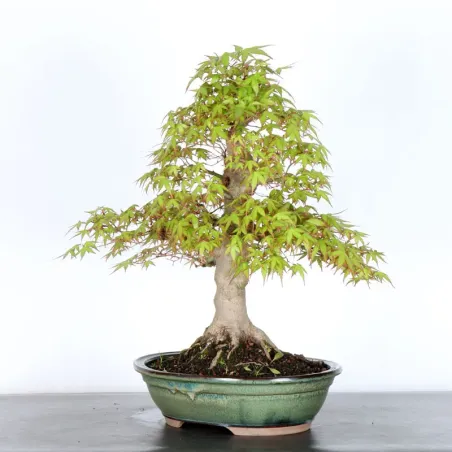 image supplémentaire - ERABLE DU JAPON "ACER...