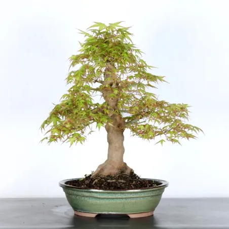 JAPANESE MAPLE "ACER PALMATUM" 3-16