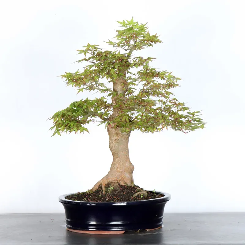 image supplémentaire - ERABLE DU JAPON "ACER...